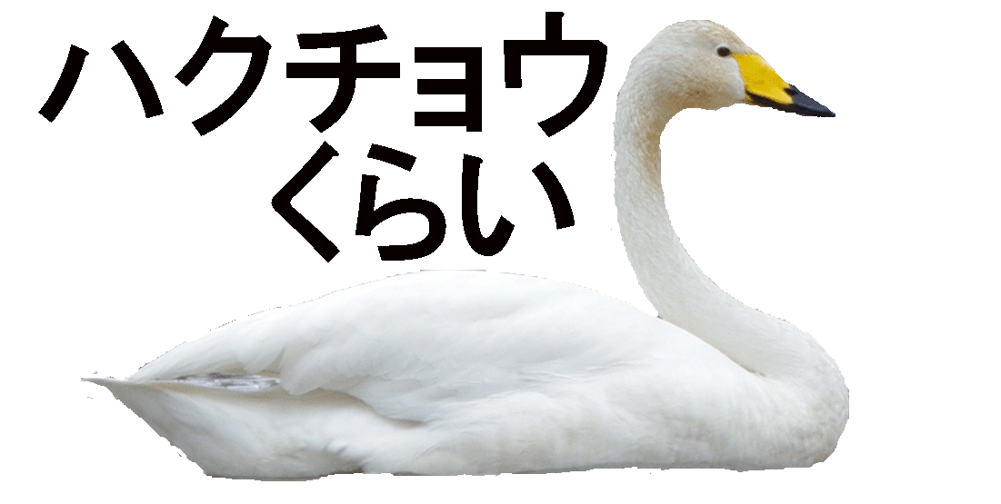 ハクチョウくらい