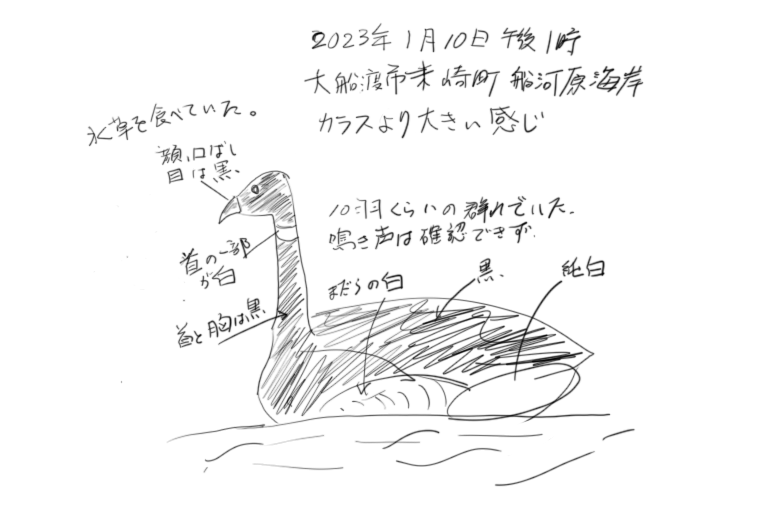 コクガンのスケッチ